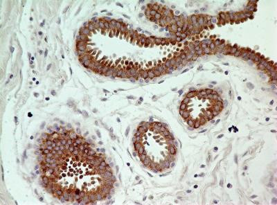 pro-Caspase 3 Antibody in Immunohistochemistry (Paraffin) (IHC (P))