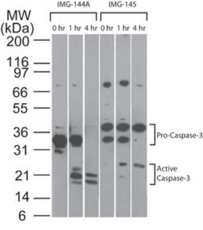 pro-Caspase 3 Antibody in Western Blot (WB)