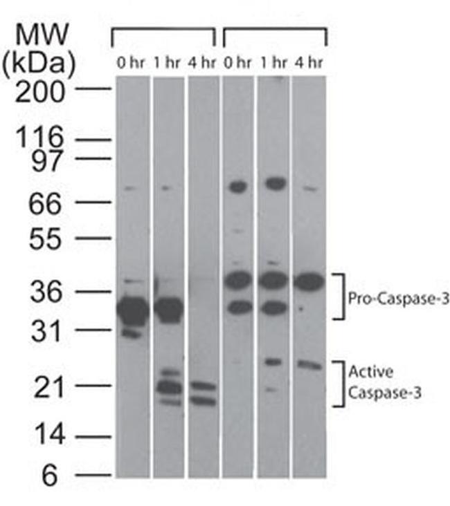 pro-Caspase 3 Antibody