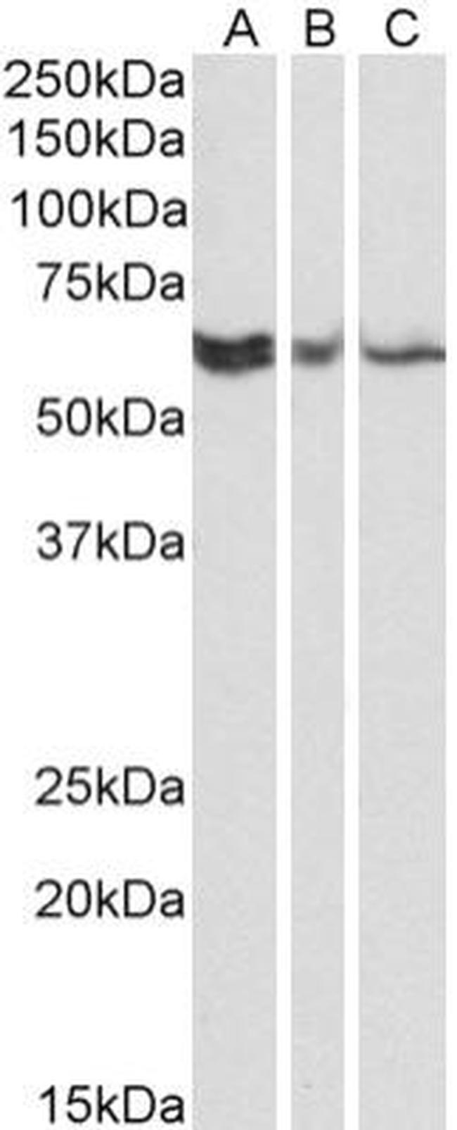 RAP1 Antibody in Western Blot (WB)