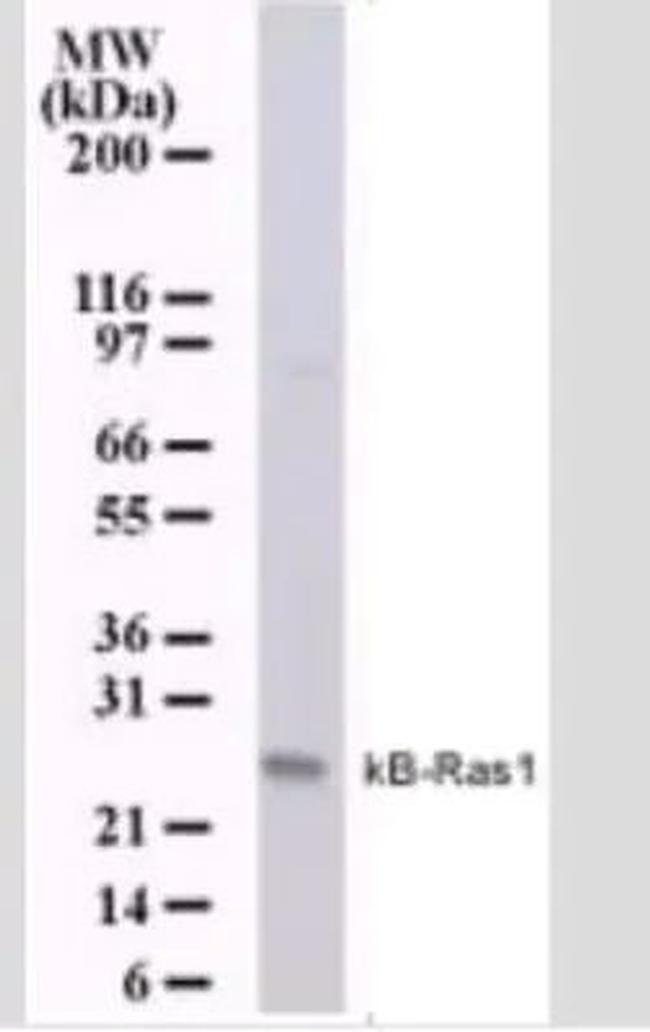 KappaB ras1 Antibody in Western Blot (WB)