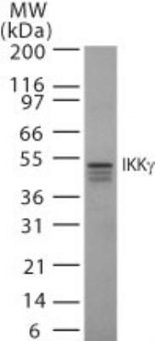 IKK gamma Antibody in Western Blot (WB)