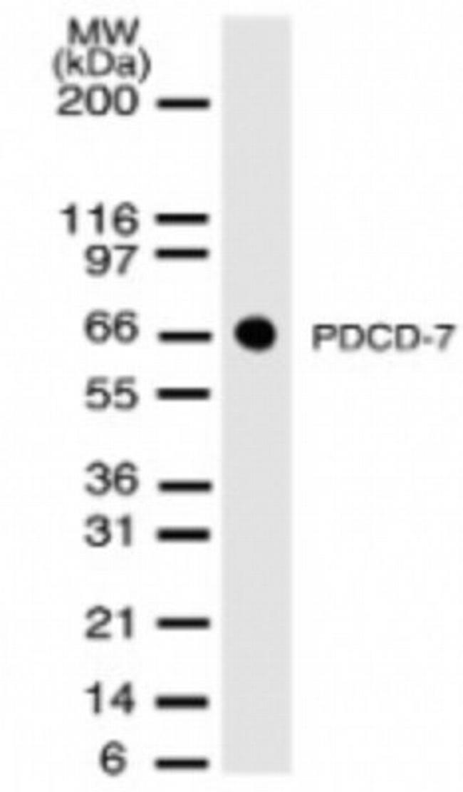 PDCD7 Antibody in Western Blot (WB)