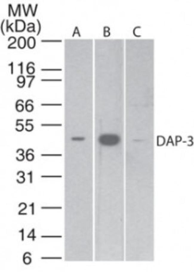 DAP3 Antibody in Western Blot (WB)