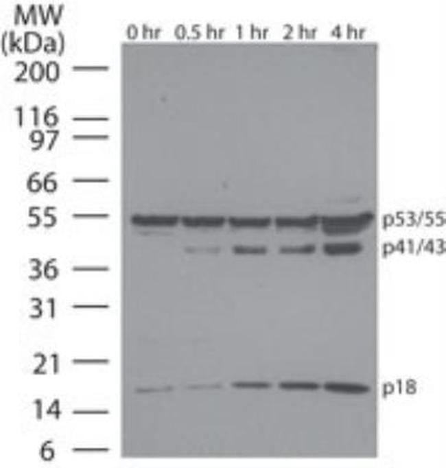 Caspase 8 Antibody in Western Blot (WB)