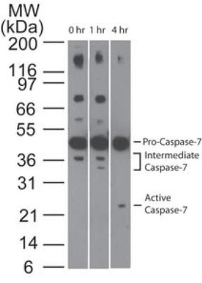 Caspase 7 Antibody in Western Blot (WB)