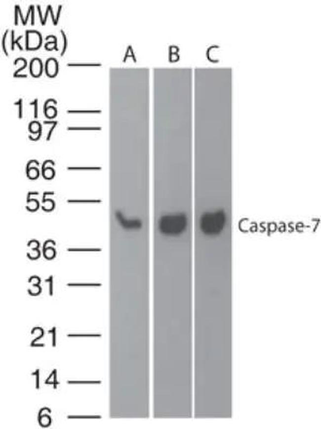 Caspase 7 Antibody in Western Blot (WB)