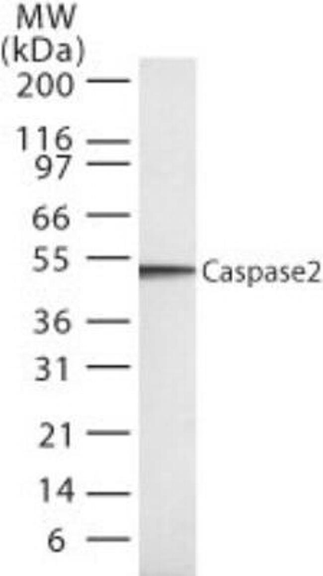 Caspase 2 Antibody in Western Blot (WB)