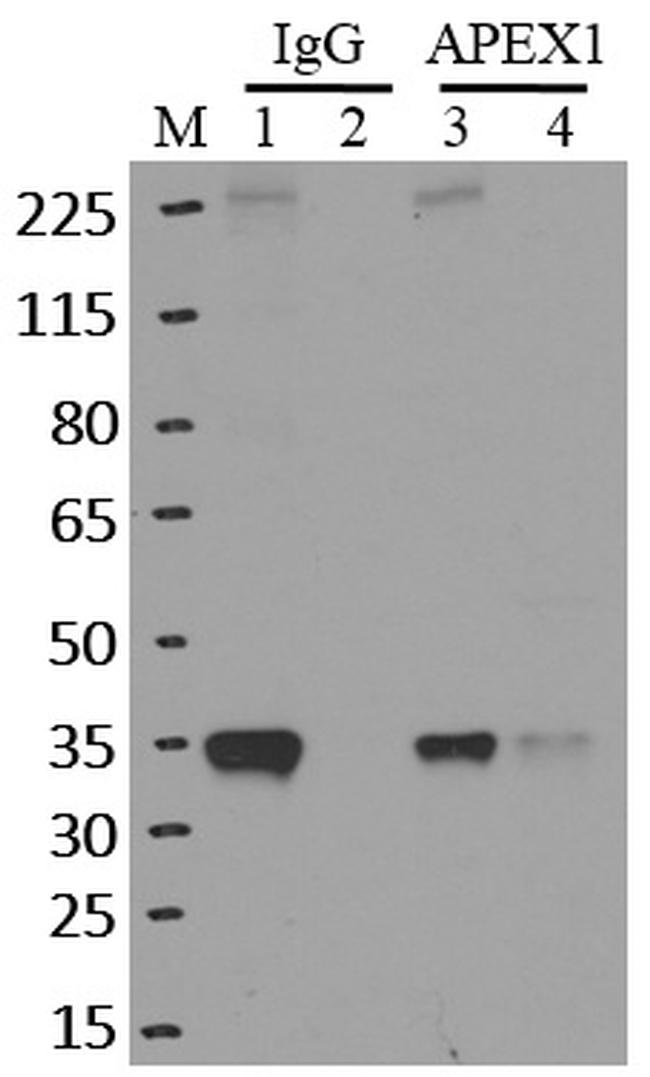 APE1 Antibody in RNA Immunoprecipitation (RIP)