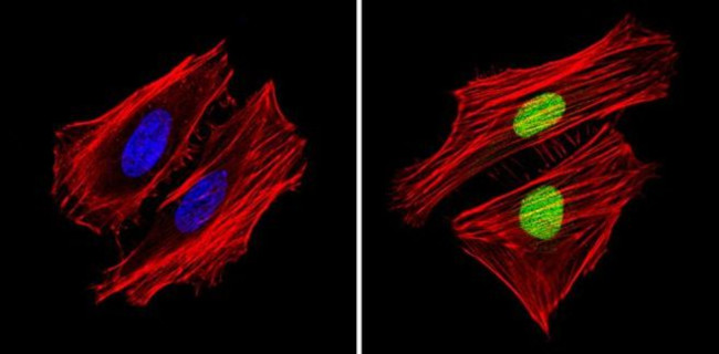 APE1 Antibody in Immunocytochemistry (ICC/IF)