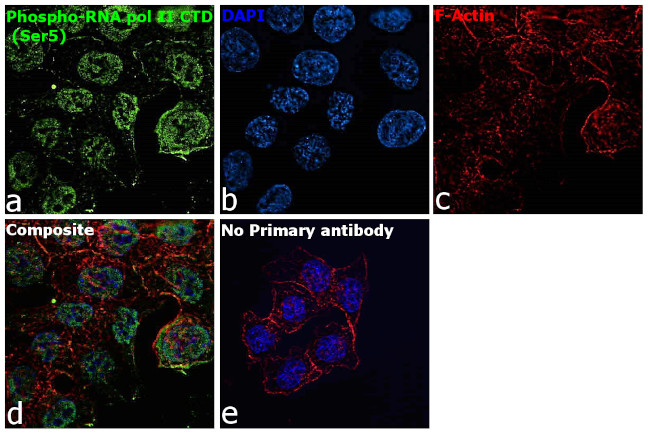 Phospho-RNA pol II CTD (Ser5) Antibody in Immunocytochemistry (ICC/IF)