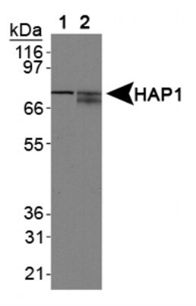 HAP1 Antibody in Western Blot (WB)