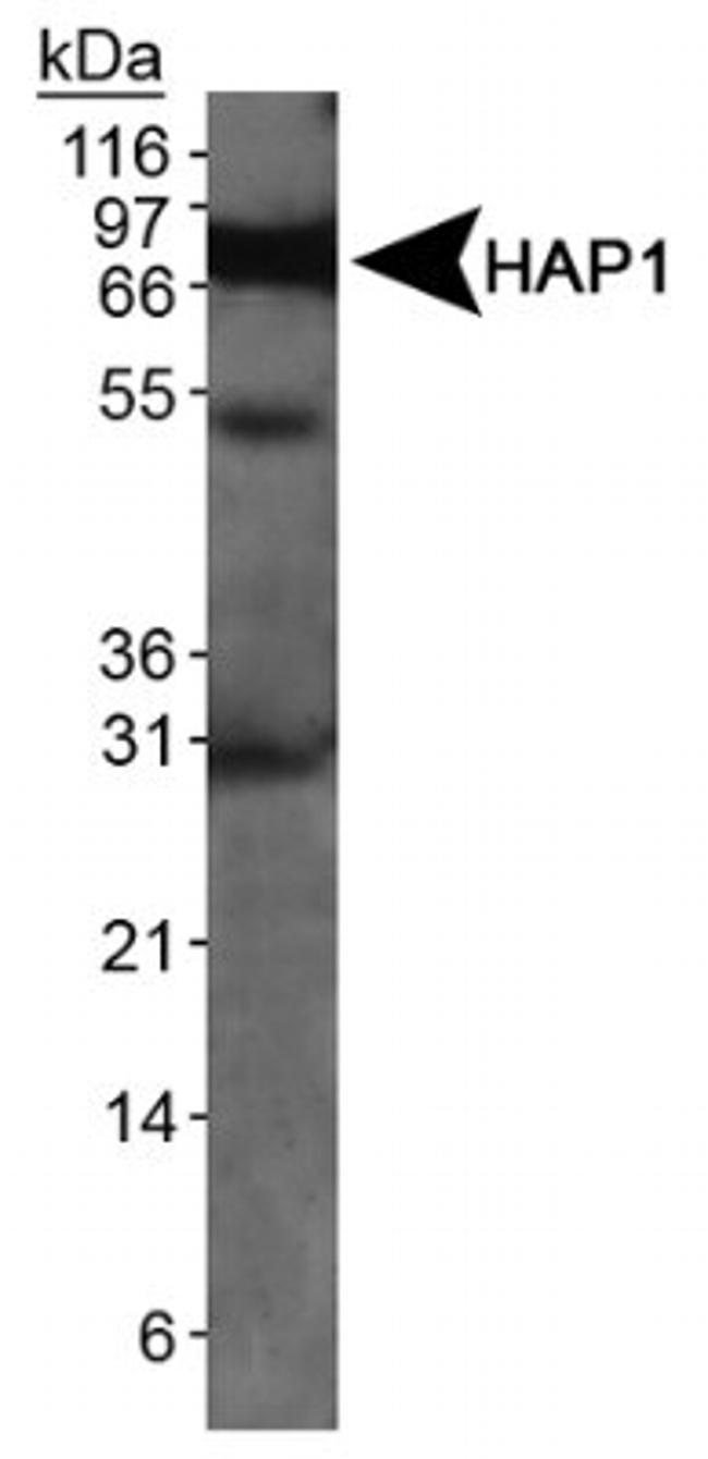 HAP1 Antibody in Western Blot (WB)