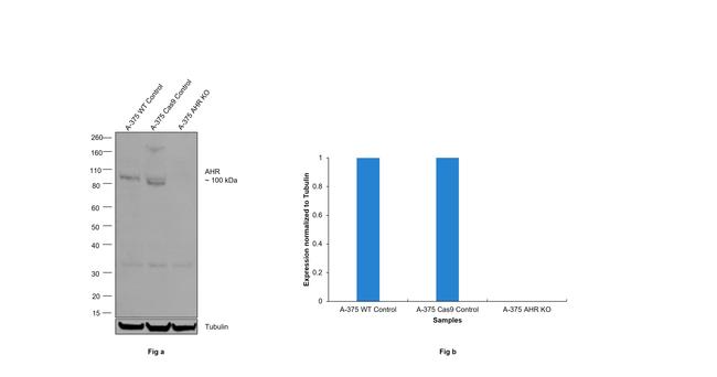 AHR Antibody in Western Blot (WB)