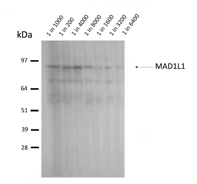 MAD1 Antibody in Immunoprecipitation (IP)