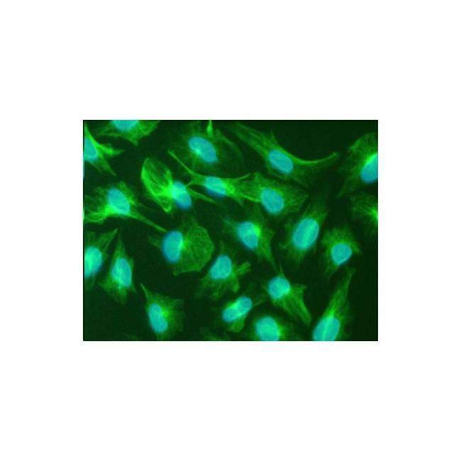 Nestin Antibody in Immunocytochemistry (ICC/IF)