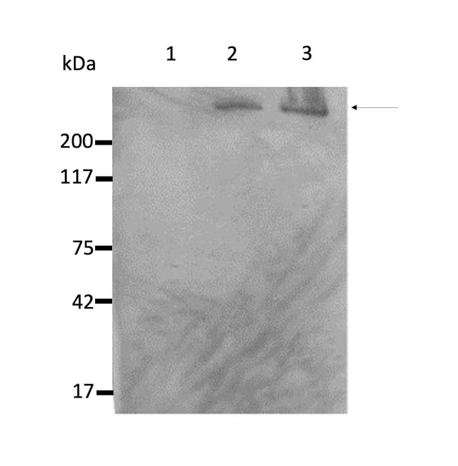 Nestin Antibody in Western Blot (WB)