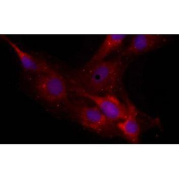 Neurocan Antibody in Immunocytochemistry (ICC/IF)