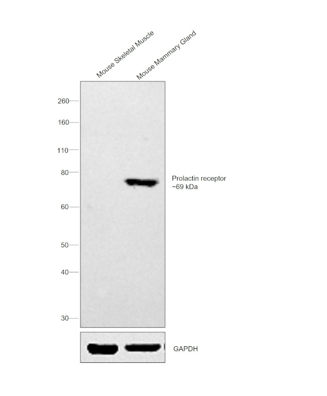 Prolactin Receptor Antibody in Western Blot (WB)