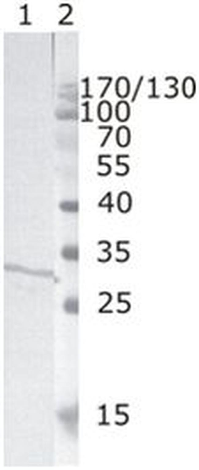 HIV1 nef Antibody in Western Blot (WB)