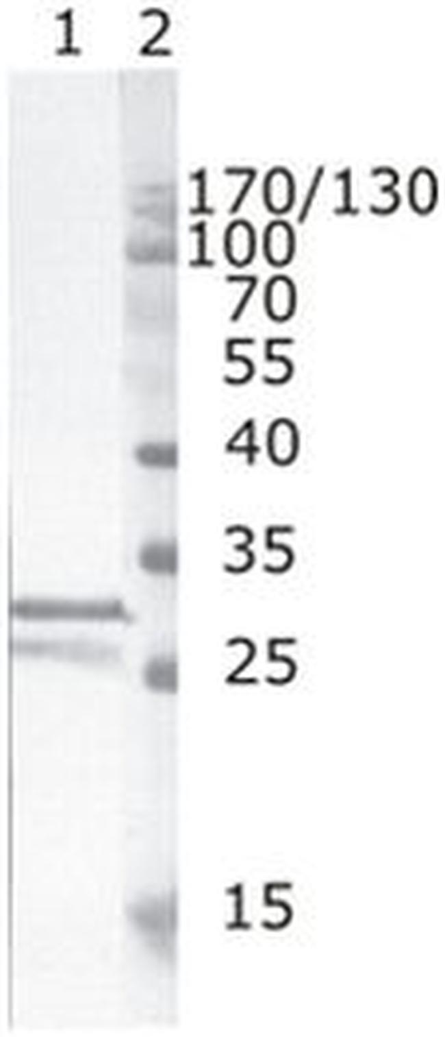 HIV1 nef Antibody in Western Blot (WB)