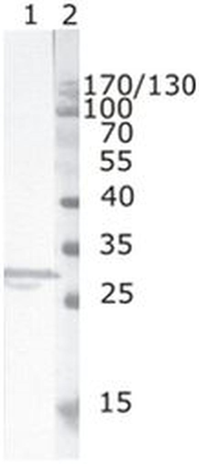 HIV1 nef Antibody in Western Blot (WB)