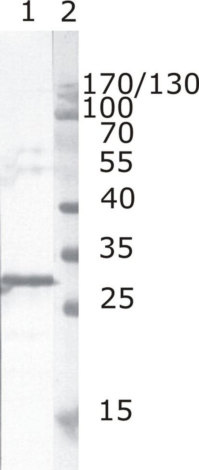 HIV1 nef Antibody in Western Blot (WB)