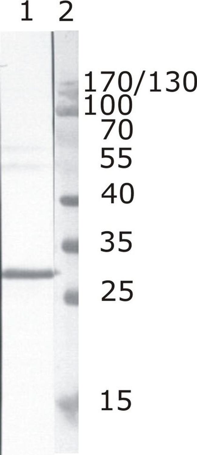 HIV1 nef Antibody in Western Blot (WB)