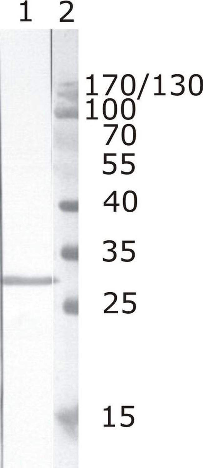 HIV1 nef Antibody in Western Blot (WB)