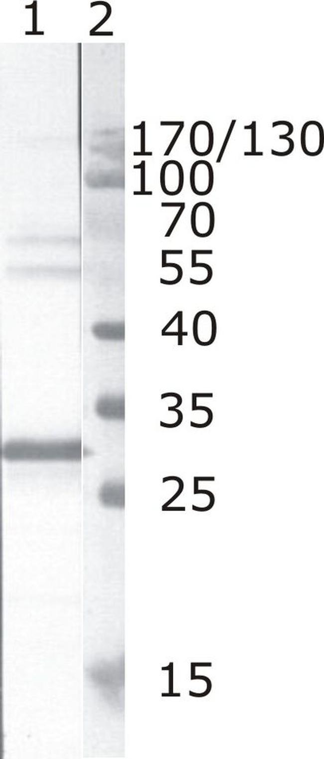 HIV1 nef Antibody in Western Blot (WB)