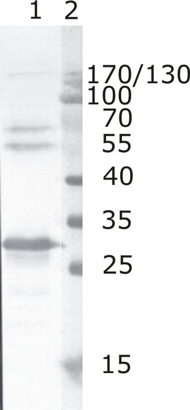 HIV1 nef Antibody in Western Blot (WB)