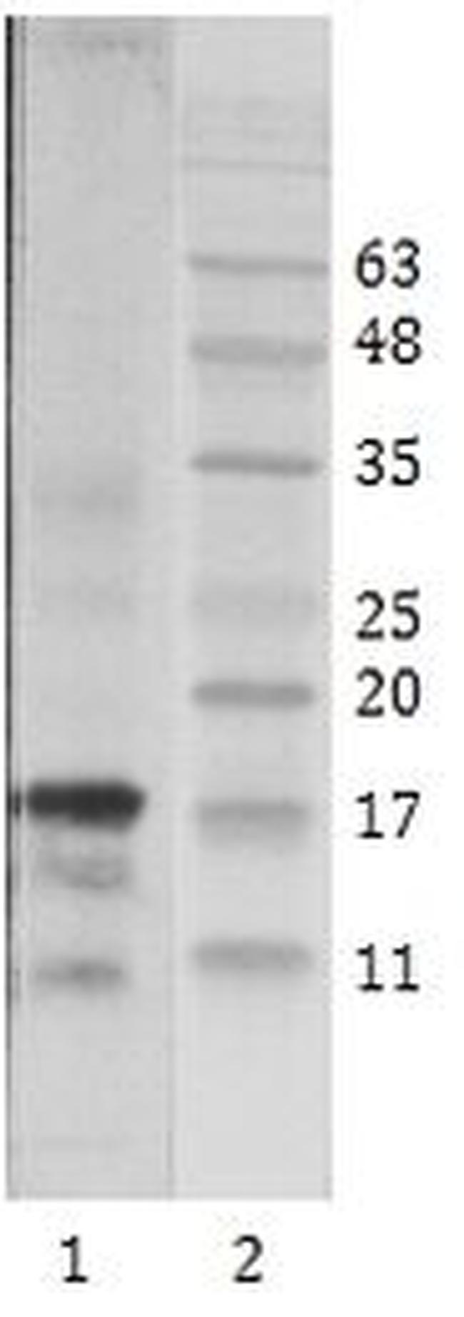 HIV1 Tat Antibody in Western Blot (WB)