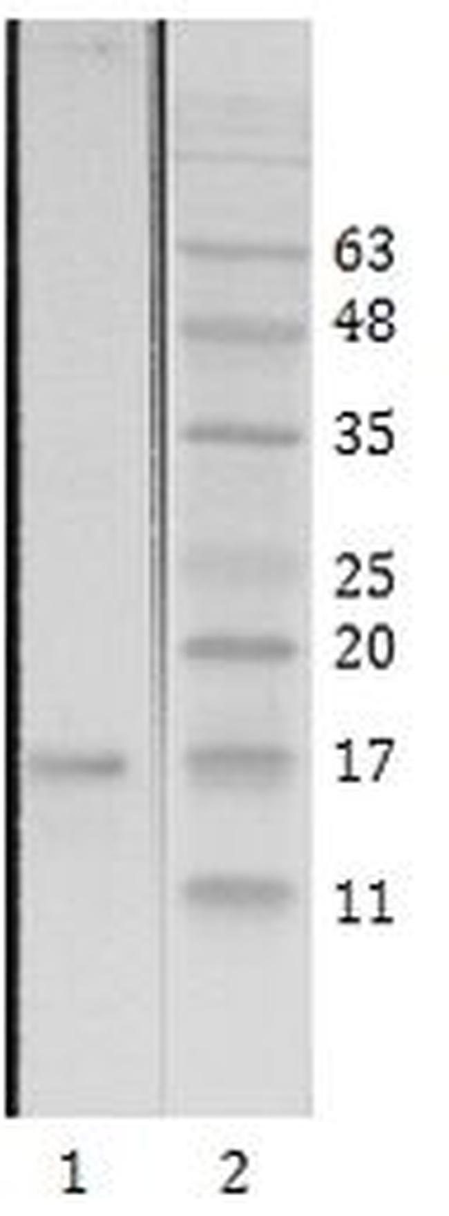 HIV1 Tat Antibody in Western Blot (WB)