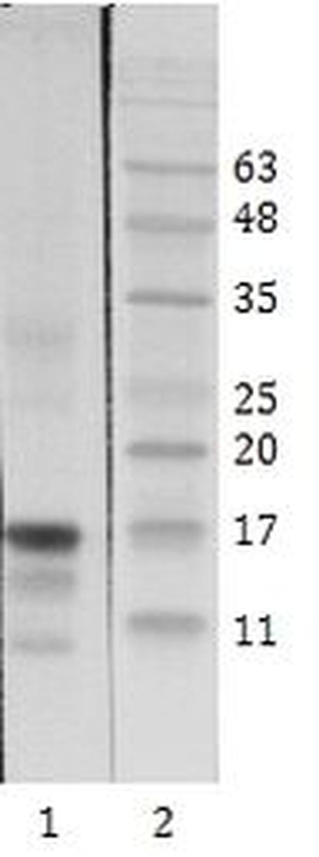 HIV1 Tat Antibody in Western Blot (WB)