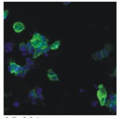 HIV1 p24 Antibody in Immunocytochemistry (ICC/IF)