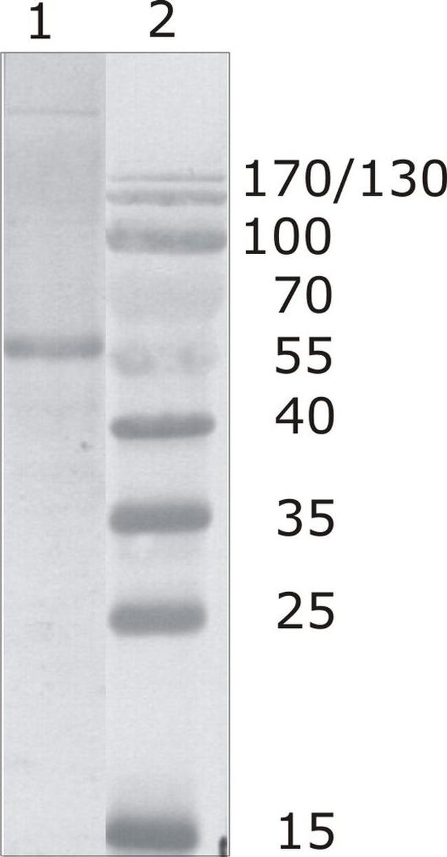 HIV1 p24 Antibody in Western Blot (WB)