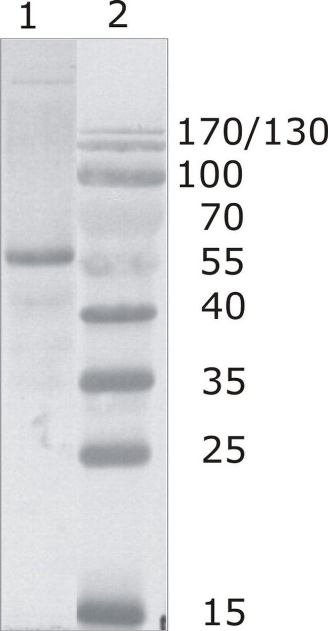 HIV1 p24 Antibody in Western Blot (WB)