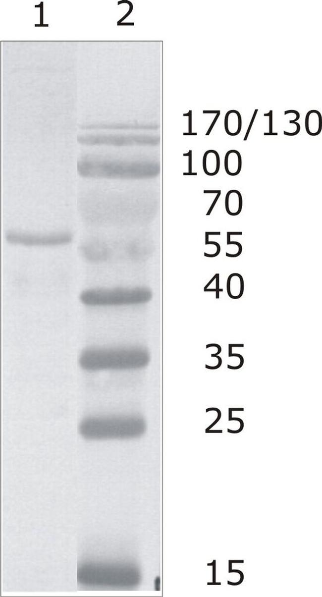 HIV1 p24 Antibody in Western Blot (WB)