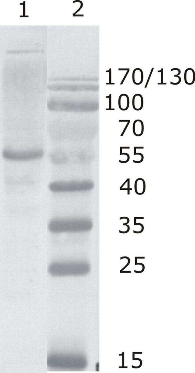 HIV1 p24 Antibody in Western Blot (WB)