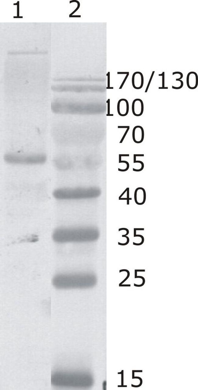 HIV1 p24 Antibody in Western Blot (WB)