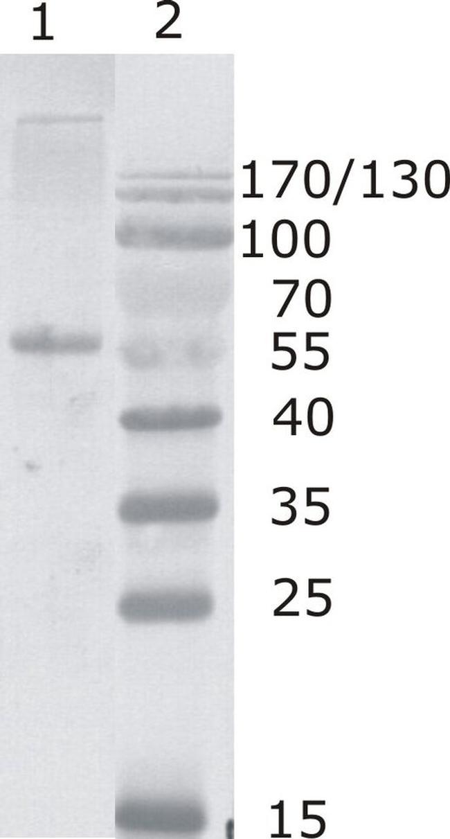 HIV1 p24 Antibody in Western Blot (WB)