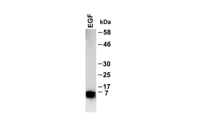 EGF Antibody in Western Blot (WB)