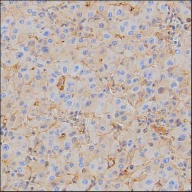 Human Serum Albumin Antibody in Immunohistochemistry (Paraffin) (IHC (P))