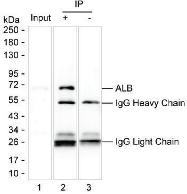 Human Serum Albumin Antibody in Immunoprecipitation (IP)