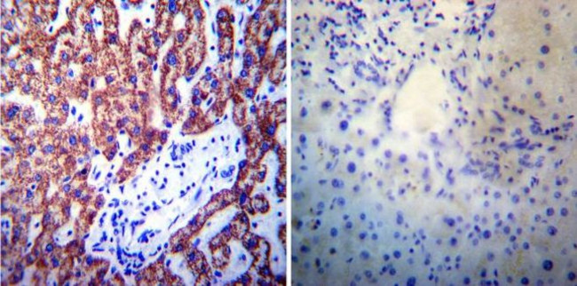 Presenilin 1 Antibody in Immunohistochemistry (Paraffin) (IHC (P))