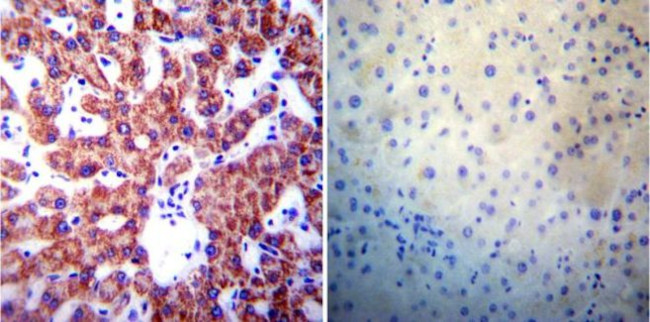 Presenilin 1 Antibody in Immunohistochemistry (Paraffin) (IHC (P))