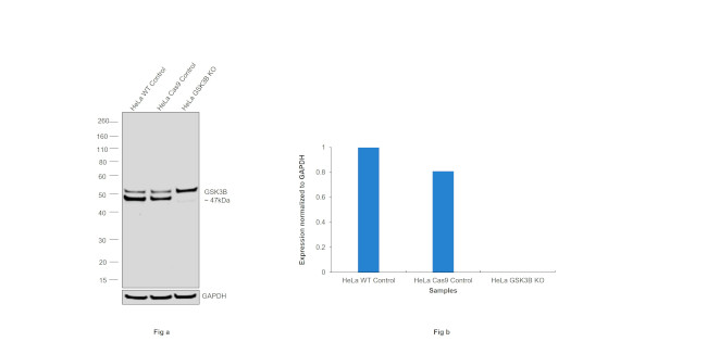 GSK3B Antibody in Western Blot (WB)