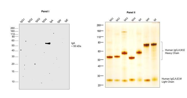 Human IgA (Heavy chain) Secondary Antibody in Western Blot (WB)