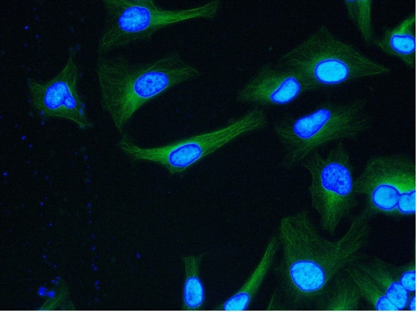 alpha Tubulin Antibody in Immunocytochemistry (ICC/IF)