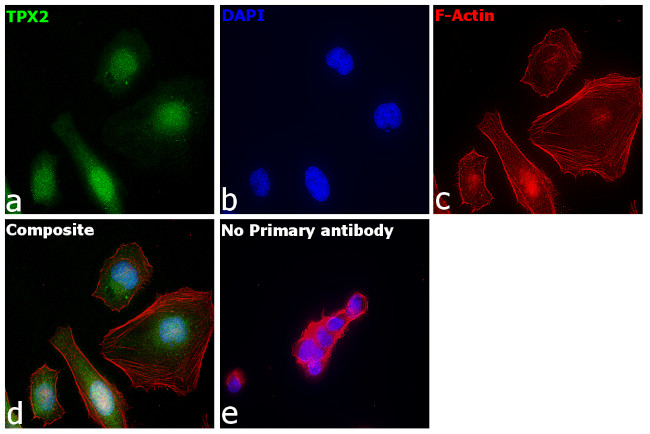 TPX2 Antibody in Immunocytochemistry (ICC/IF)